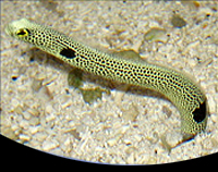 picture of Garden Eel Med                                                                                       Taenioconger hassi