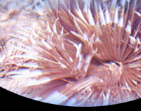 picture of Feather Duster Hawaii Sml                                                                            Seballastarte indica