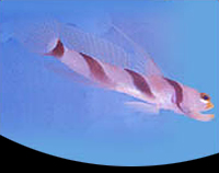 picture of Highfin Banded Goby Sml                                                                              Stonogobiops nematodes