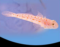 picture of Diamond Sleeper Goby Lrg                                                                             Valenciennea puellaris