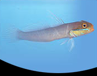 picture of Gold Head Sleeper Goby Med                                                                           Valenciennea strigata