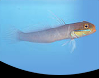 picture of Gold Head Sleeper Goby Lrg                                                                           Valenciennea strigata