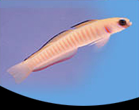 picture of Bar Goby Med                                                                                         Ptereleotris zebra