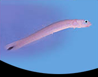 picture of Flame Tail Gudgeon Goby Med                                                                          Ptereleotins microlepis