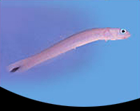 picture of Blue Gudgeon Goby Med                                                                                Ptereleotris heteroptera