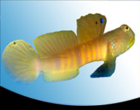 picture of Pink Spot Watchman Goby Lrg                                                                          Cryptocentrus leptocephalus