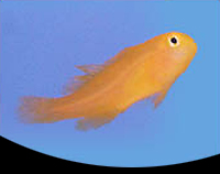 picture of Yellow Clown Goby Med                                                                                Gobiodon okinawae