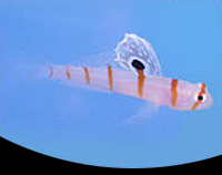 picture of Orange Stripe Randall's Goby Sml                                                                     Amblyeleotris randalli