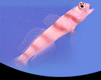 picture of Diagonal Bar Prawn Goby Sml                                                                          Amblyeleotris diagonalis