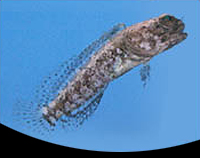 picture of Dusky Jawfish Med                                                                                    Opistignathus whitehurstii