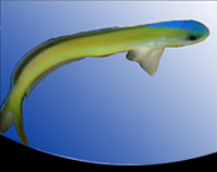 picture of Blue Head Tilefish Med                                                                               Hoplolatilus starki