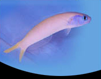 picture of Starki Tilefish Med                                                                                  Hoplolatilus starcki