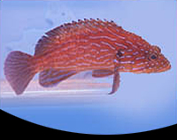 picture of Blue Line Grouper Sml                                                                                Cephalopholis formosa