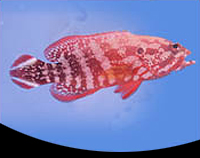 picture of V-Tail Grouper Med                                                                                   Cephalopholis urodeta