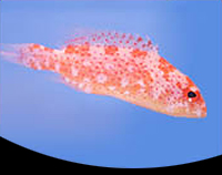 picture of Cherry/Skunk Grouper Sml                                                                             Variola louti