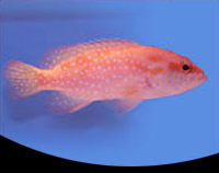 picture of Miniatus Grouper Lrg                                                                                 Cephalopholis miniata