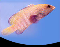 picture of Blue Spot Grouper Med                                                                                Cephalopholis argus