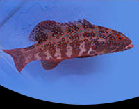 picture of Black Saddled Coral Grouper Sml                                                                      Plectropomus laevis