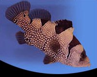 picture of Clown/Leaf Lip Grouper Sml                                                                           Pogonoperca punctata