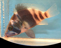 picture of Barred Hamlet Med                                                                                    Hypoplectrus puella