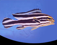 picture of Yellow Line Sweetlips Sml                                                                            Plectorhinchus lineatus