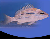 picture of Blue Stripe Snapper Med                                                                              Lutjanus kasmira