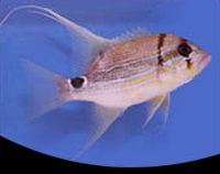 picture of Blue & Gold Highfin Snapper Sml                                                                      Symphorichthys spilurus