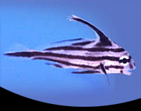 picture of High Hat Med                                                                                         Equetus acuminatus