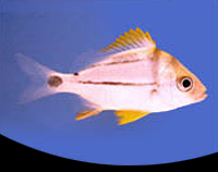 picture of Pork Fish Sml                                                                                        Anisotremus virginicus