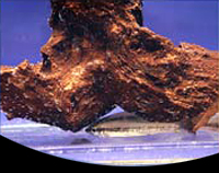 picture of Siamese Algae Eater Reg                                                                              Crossocheilus oblongus