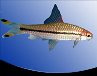 picture of Denisonii Barb / Roseline Shark Reg                                                                  Sahyadria denisonii