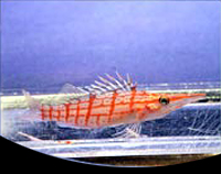 picture of Longnose Hawkfish Med                                                                                Oxycirrhites typus