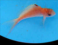 picture of Lyretail Hawkfish Med                                                                                Cyprinocirrhites polyactis