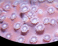 picture of Cup Coral Med                                                                                        Turbinaria peltata