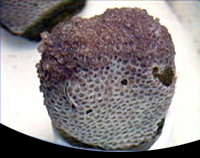 picture of Blue Eye Goniopora Coral Med                                                                         Goniopora minor