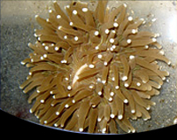 picture of Long Tentacle Plate Coral Med                                                                        Heliofungia actiniformis