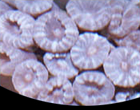 picture of Candy Coral Med                                                                                      Caulastrea sp.