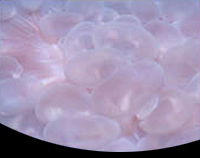 picture of Bubble Coral Med                                                                                     Plerogyra sinuosa