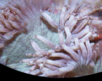 picture of Elegance Coral Med                                                                                   Catalaphyllia jardinei