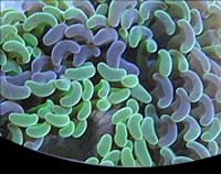 picture of Green Hammer Coral Med                                                                               Euphyllia ancora