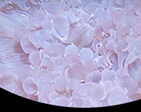 picture of Pearl Coral Lrg                                                                                      Physogyra lichtensteini