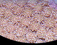 picture of Galaxea Coral Med                                                                                    Galaxea fascicularis