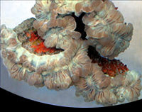 picture of Fox Coral Med                                                                                        Nemenzophyllia turbida