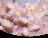 picture of Pectinia Spiny Cup Coral Med                                                                         Pectinia sp.