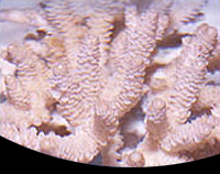 picture of Assorted Acropora Coral Indonesia Med                                                                Acropora sp.