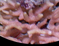 picture of Bird's Nest Coral Med                                                                                Seriatopora hystrix