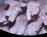 picture of Hydnophora Coral Med                                                                                 Hydnophora sp.