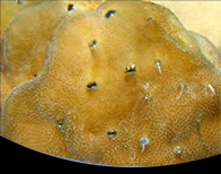 picture of Christmas Tree Worm Rock Coral Sml                                                                   Spirobranchus giganteus & Porites sp.