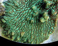 picture of Merulina Coral Med                                                                                   Merulina sp.