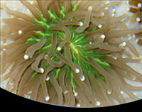 picture of Metallic Green Long Tentacle Plate Coral Med                                                         Heliofungia actiniformis